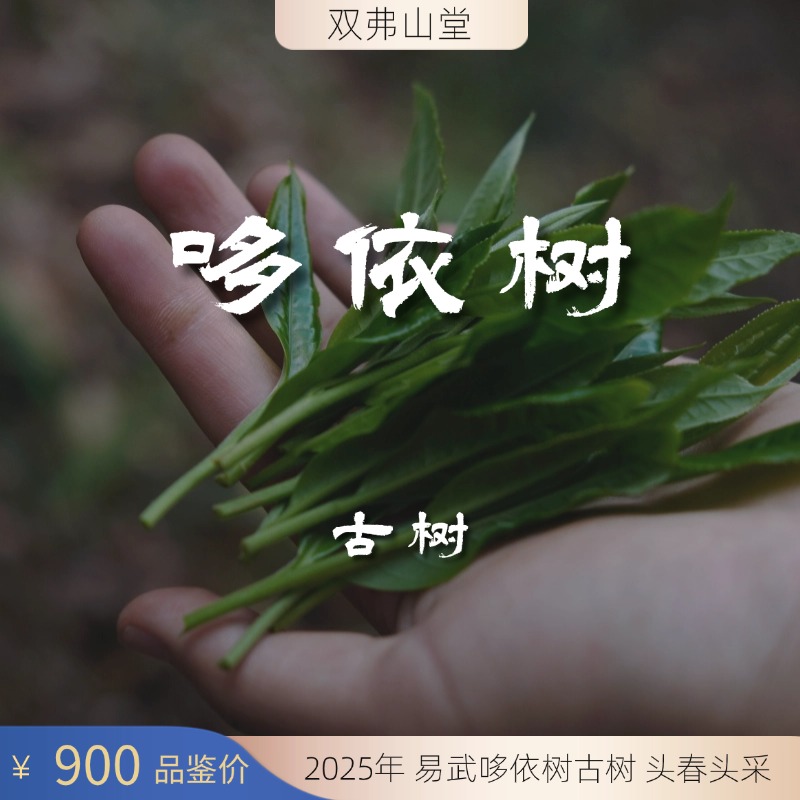 2025 易武 哆依树 古树 头春头采 100g