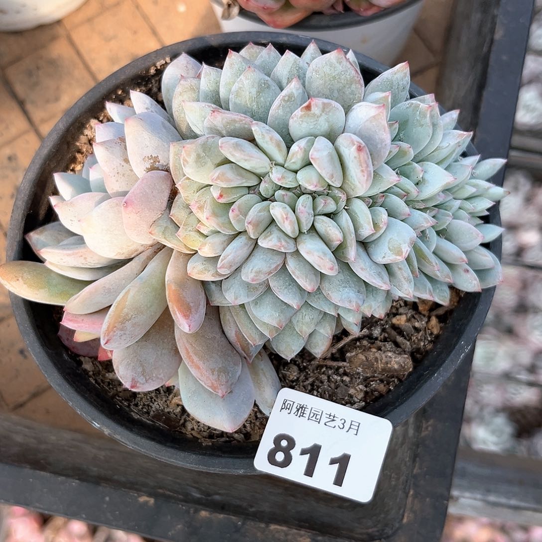 阿雅园艺。    811