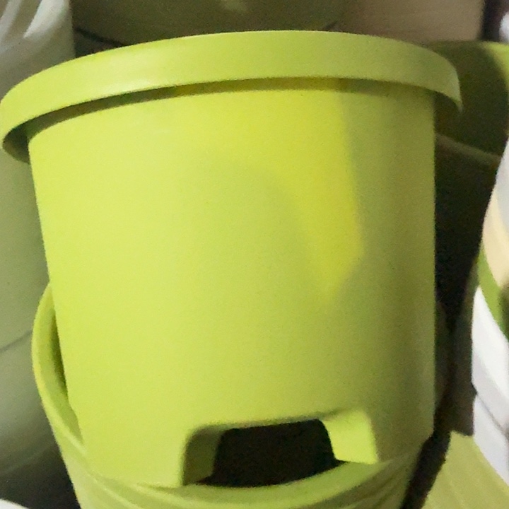 球根4号果绿无托5个