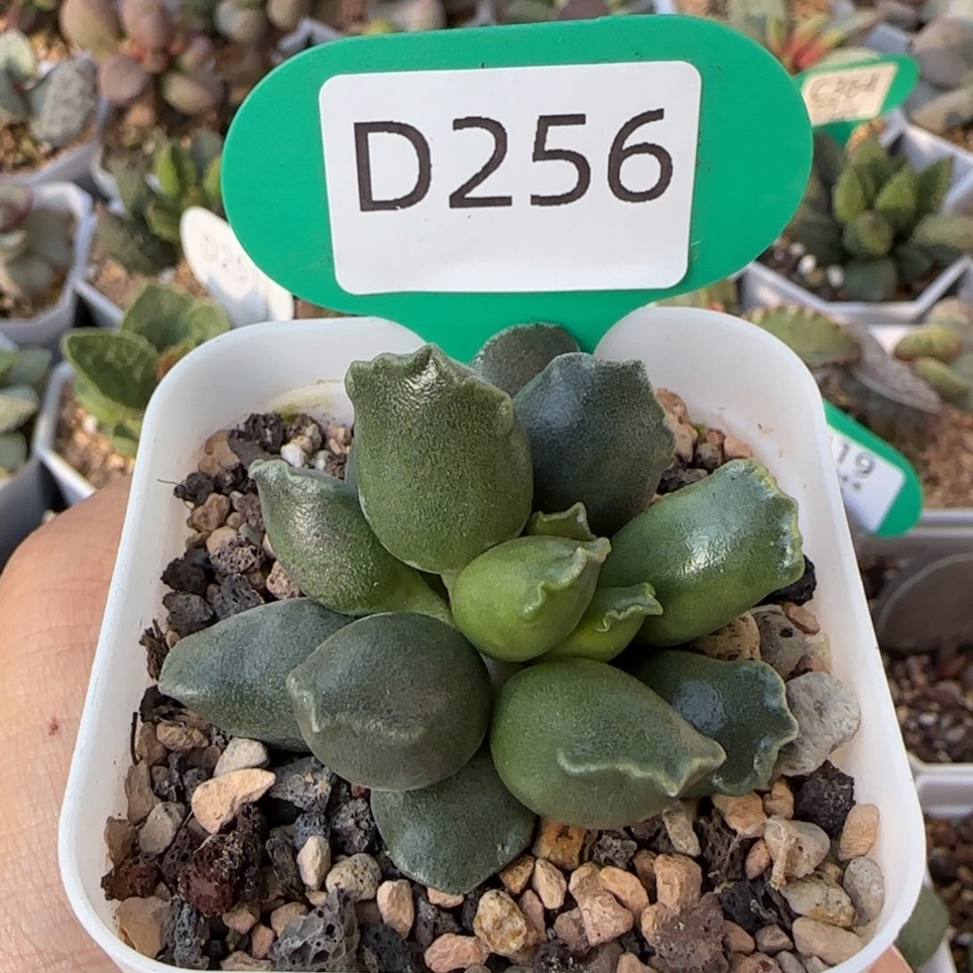 紫海豹。   256。     