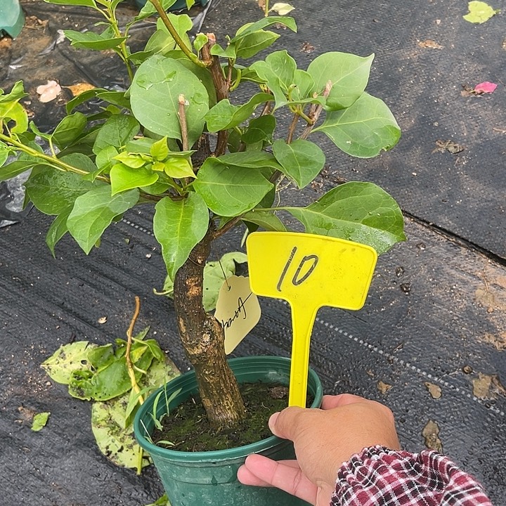 当前无花栽培后可以开花10加州黄金小桩