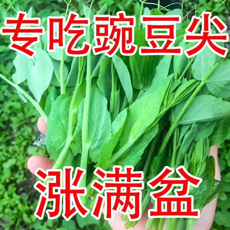 无须豌豆尖种子芽苗菜春秋播蔬菜种子豌豆苗种子四季易种阳台盆栽