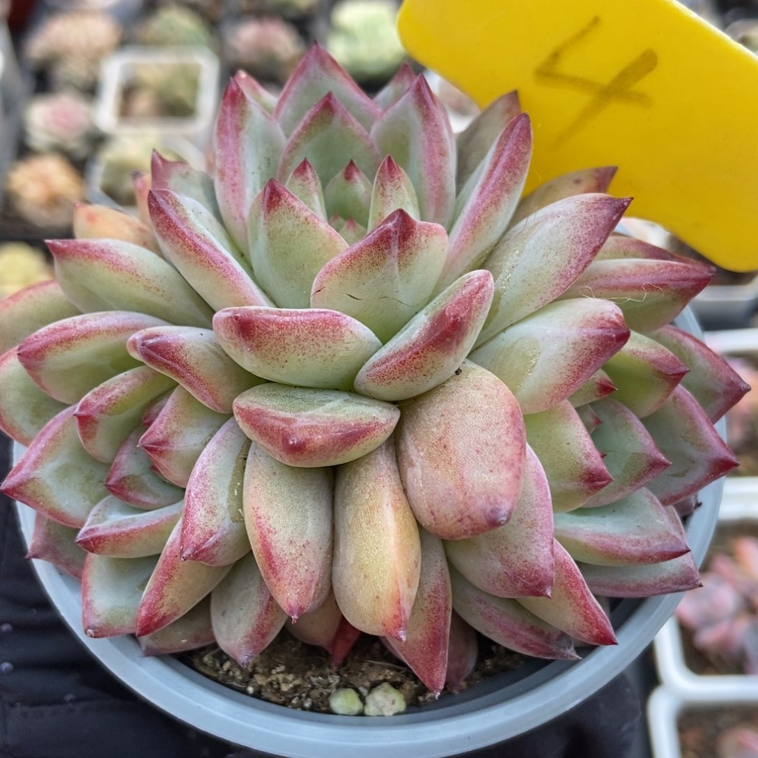 4夜魔侠多肉植物