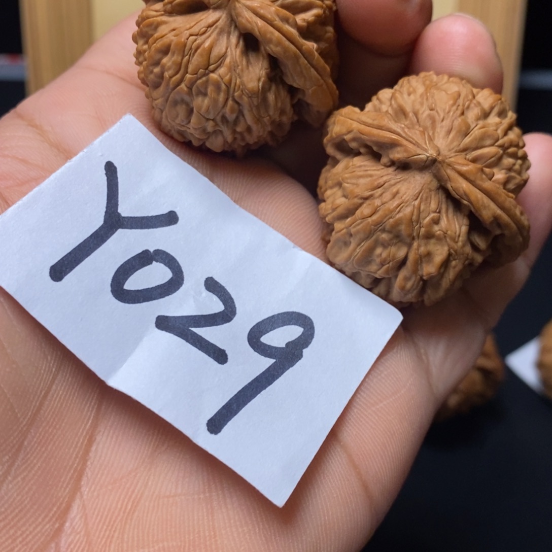 把件文玩核桃白狮子37尺