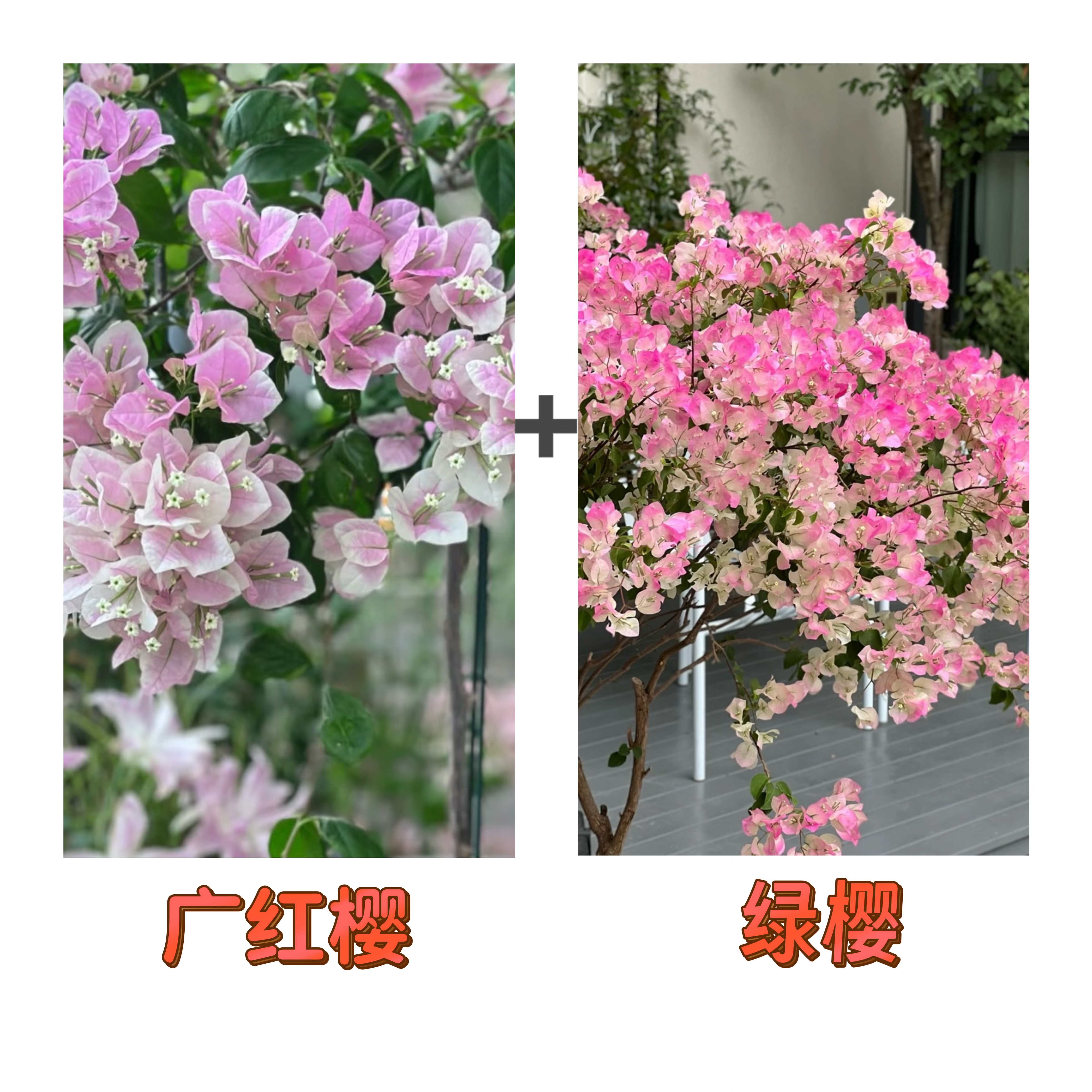 （广红樱+绿樱）新手必入 到手2棵  三角梅 四季开花阳台庭院可养