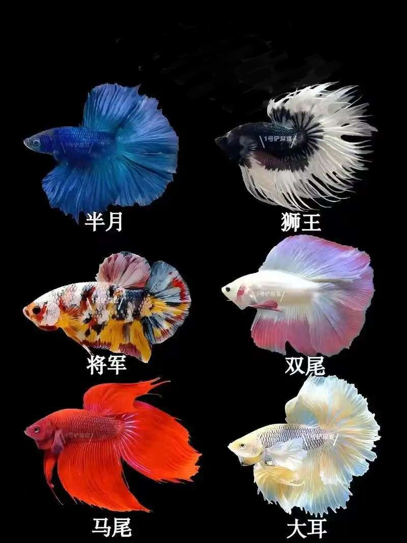 B11第十一版(241-264)【直播间选鱼】泰国斗鱼精品鱼小型热带观赏鱼