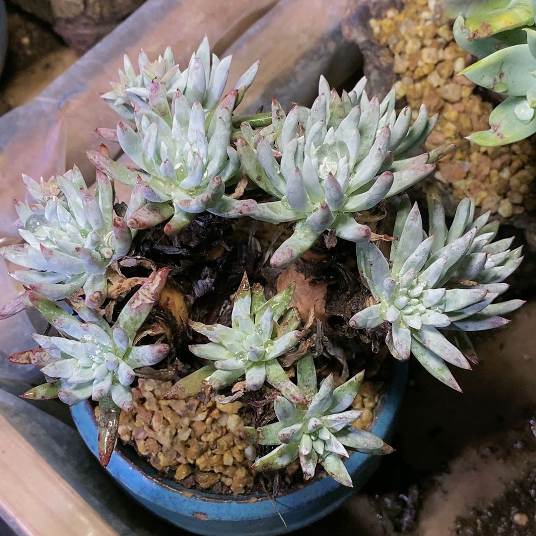 【闪购商品】哈哈哈哈雪花1514多肉