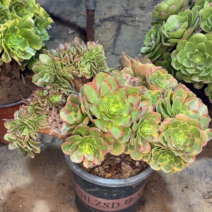 奶白多肉植物14。 