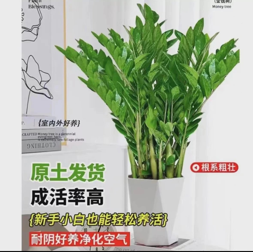 70-80公分金钱树盆栽植物串子小发财树室内客厅阳台摆放四季