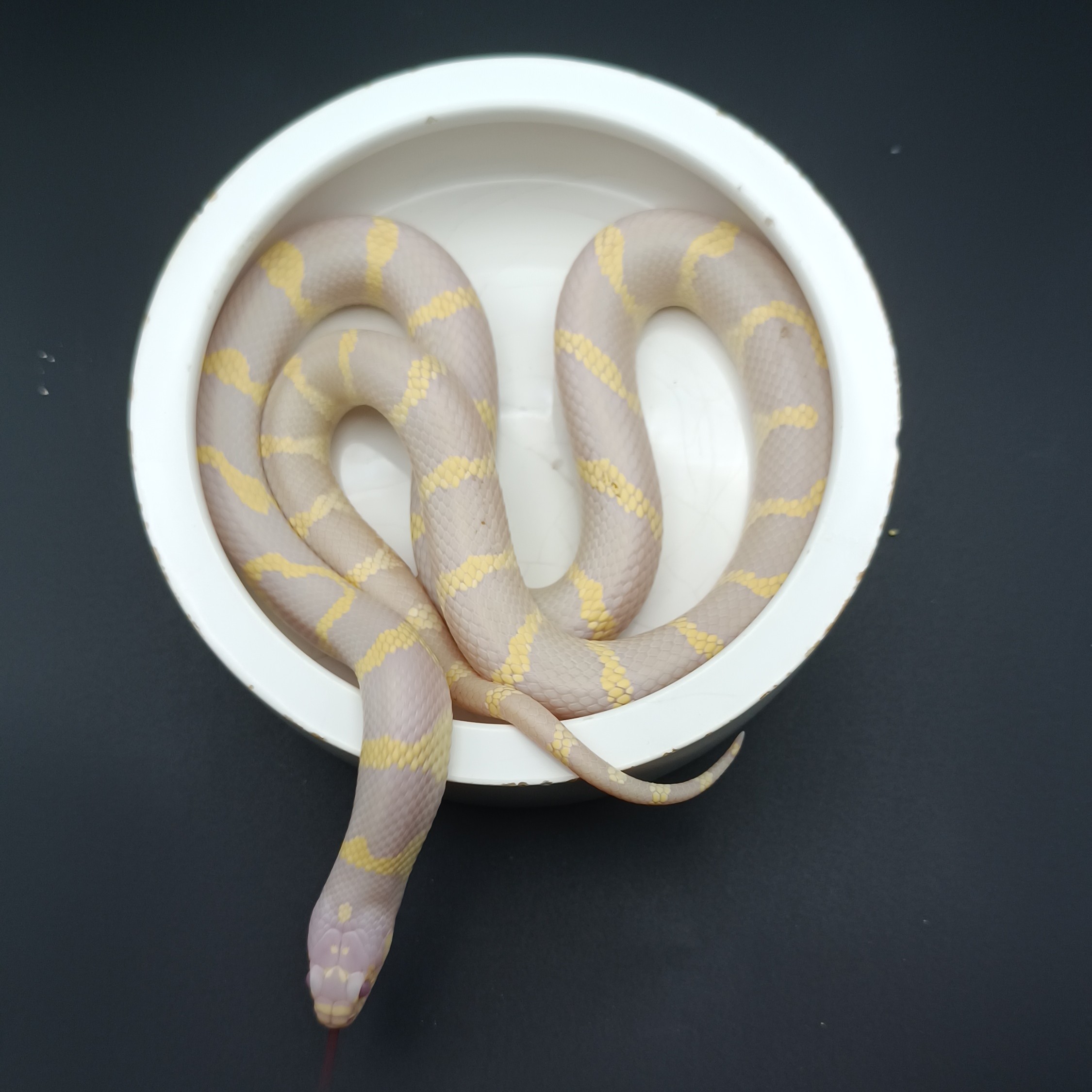 精品白化隐暴风雪加州王（亚成母）