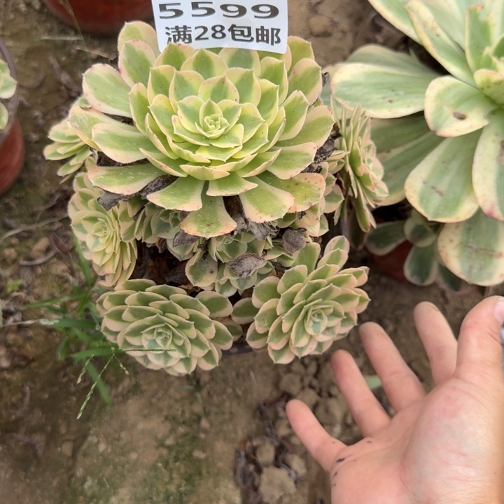 5599二号棚多肉植物B
