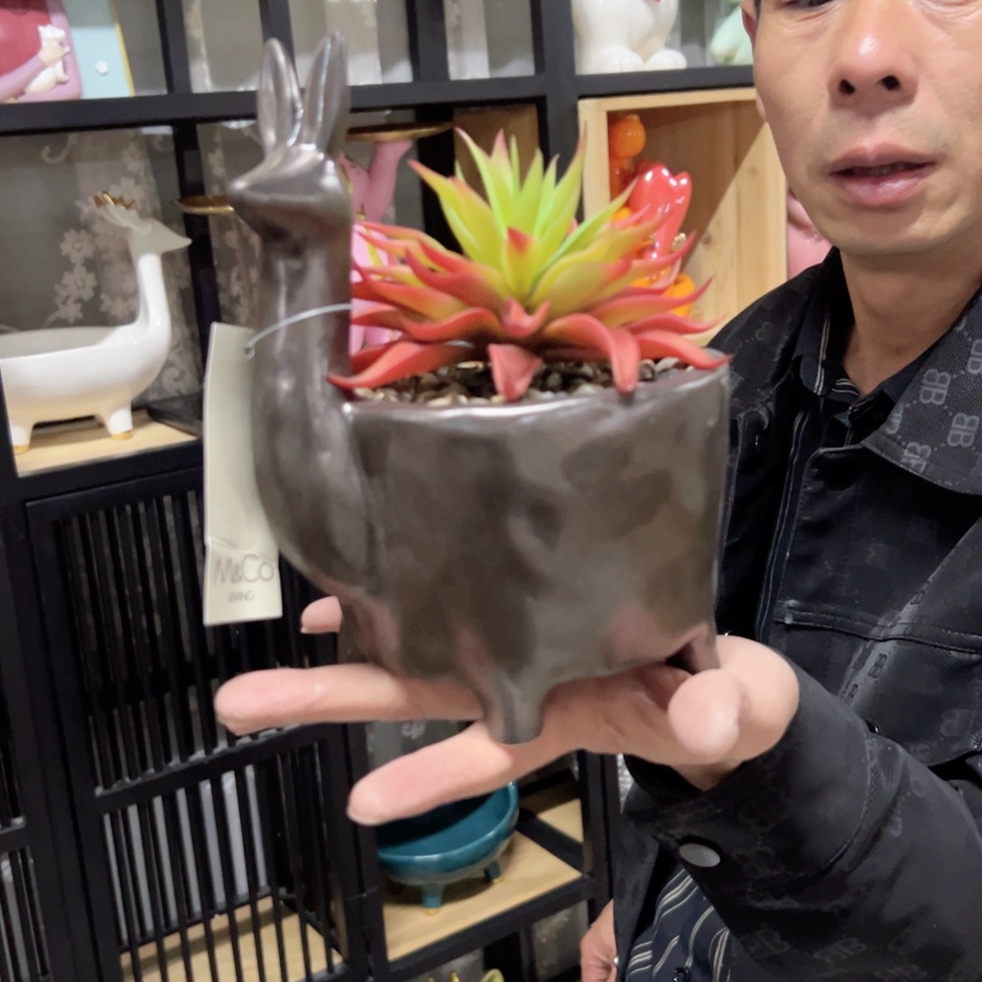 红陶红陶红陶红陶鹿多肉