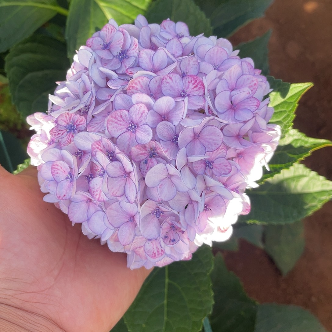 绣球切花一物一拍3枝起包邮，126