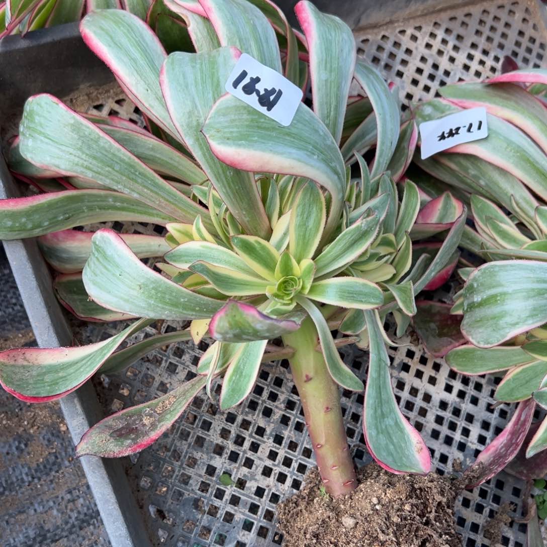 81红魔女多肉量一颗多肉植物