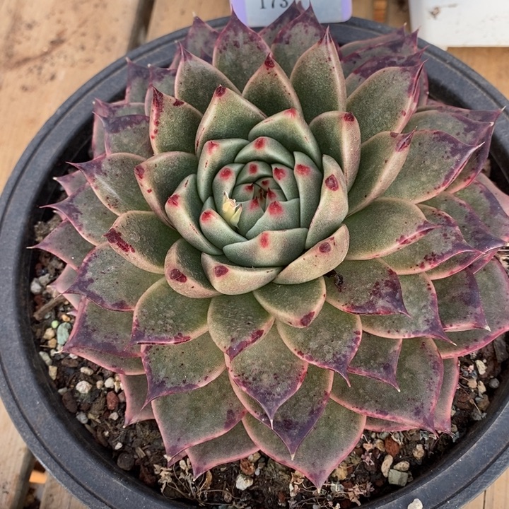 D173- 直播福利 东云