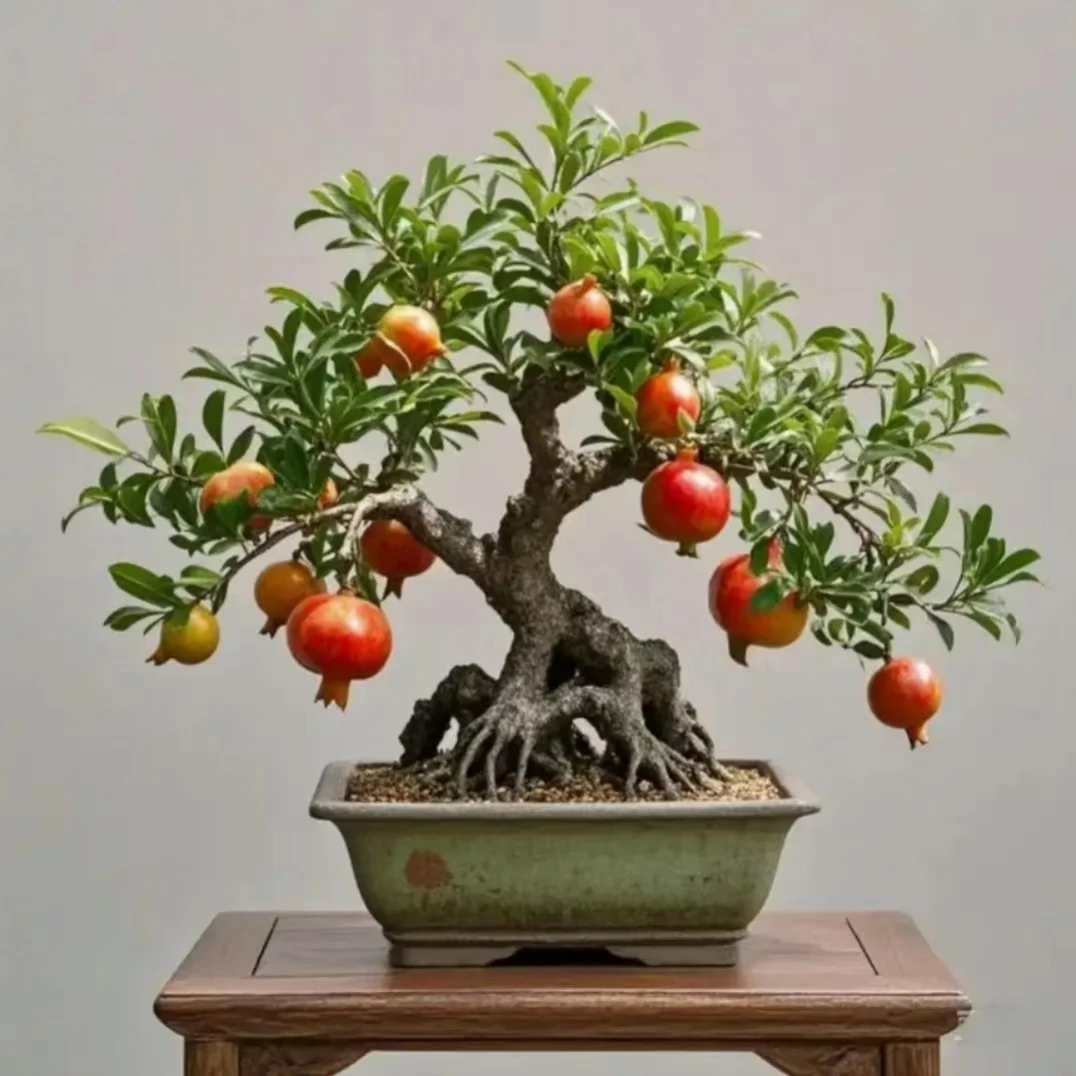 石榴绿植观赏丛林种植