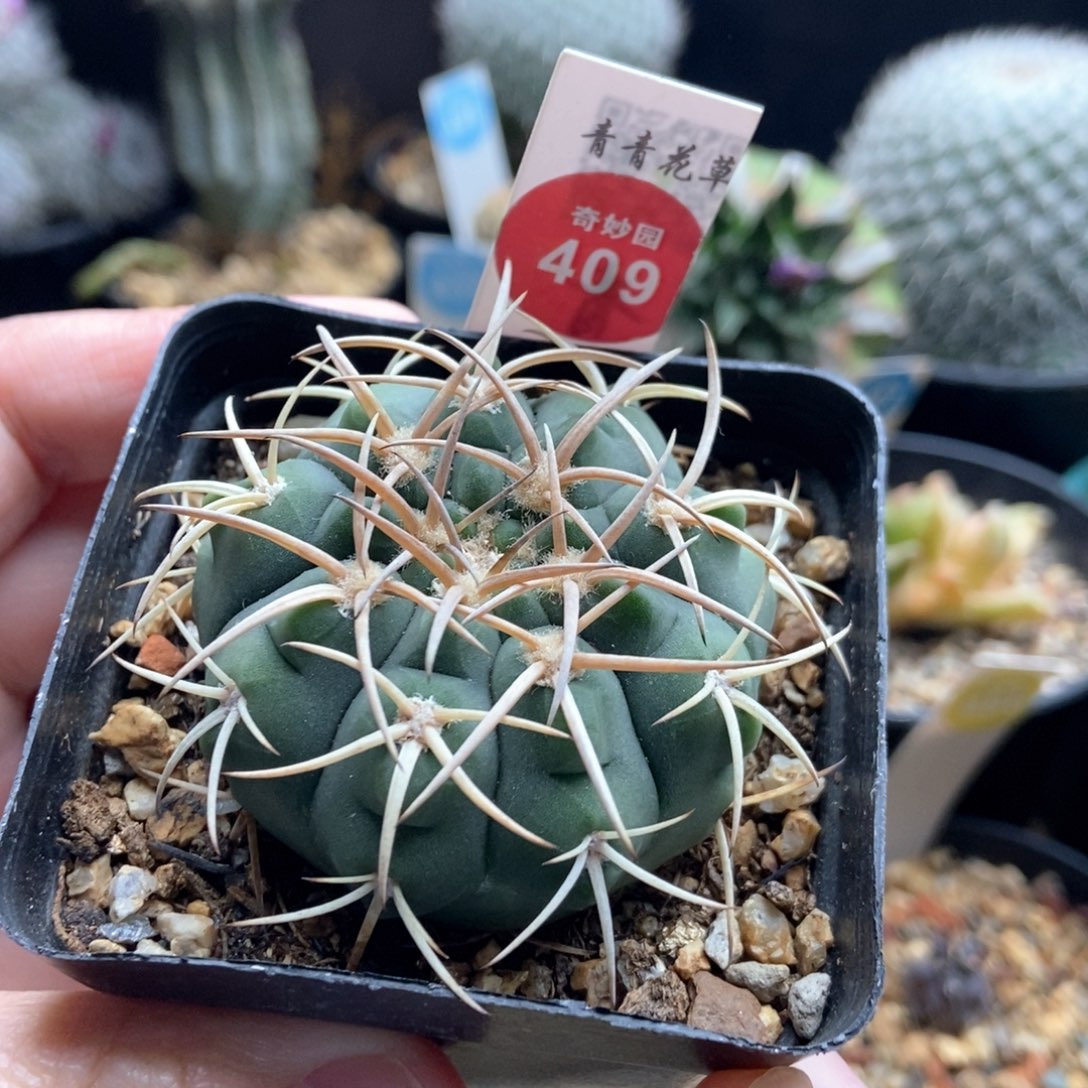 实生天平丸5.1cm