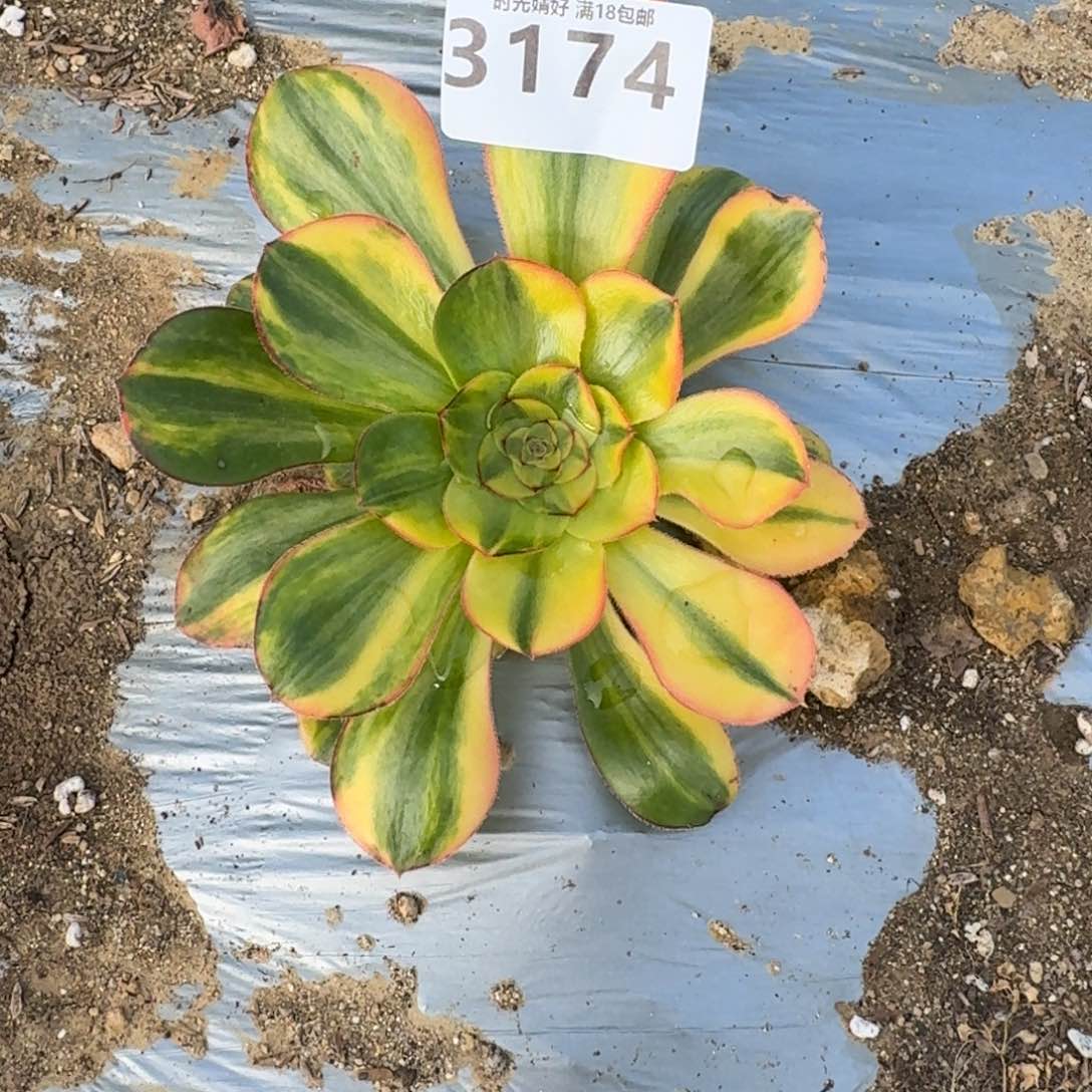 ?**儿3174燕姿七彩多肉植物