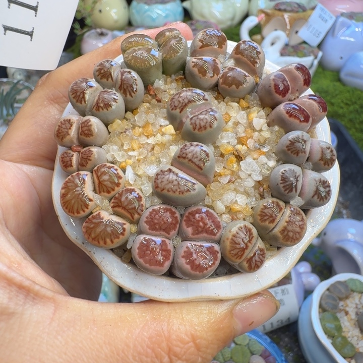 多肉植物福利冲1145