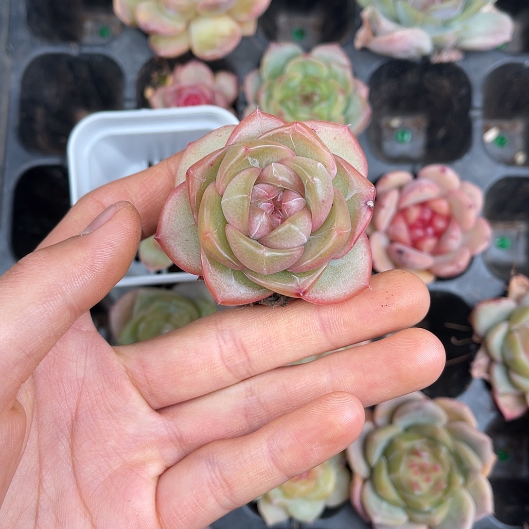 多肉一物一拍10-83