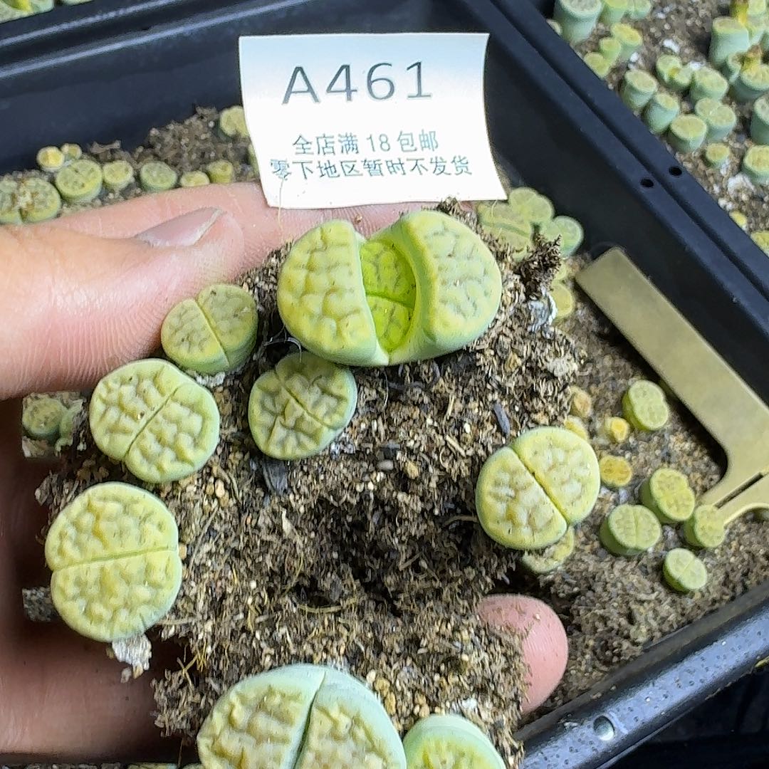 A461哈哈哈哈哈哈哈