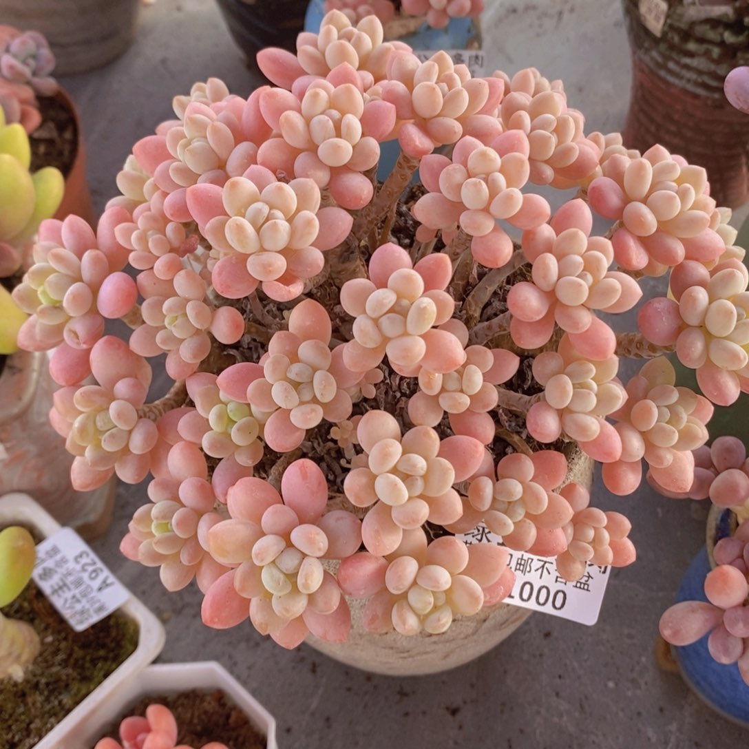 冰淇淋鱼子酱17cm1000多肉植物