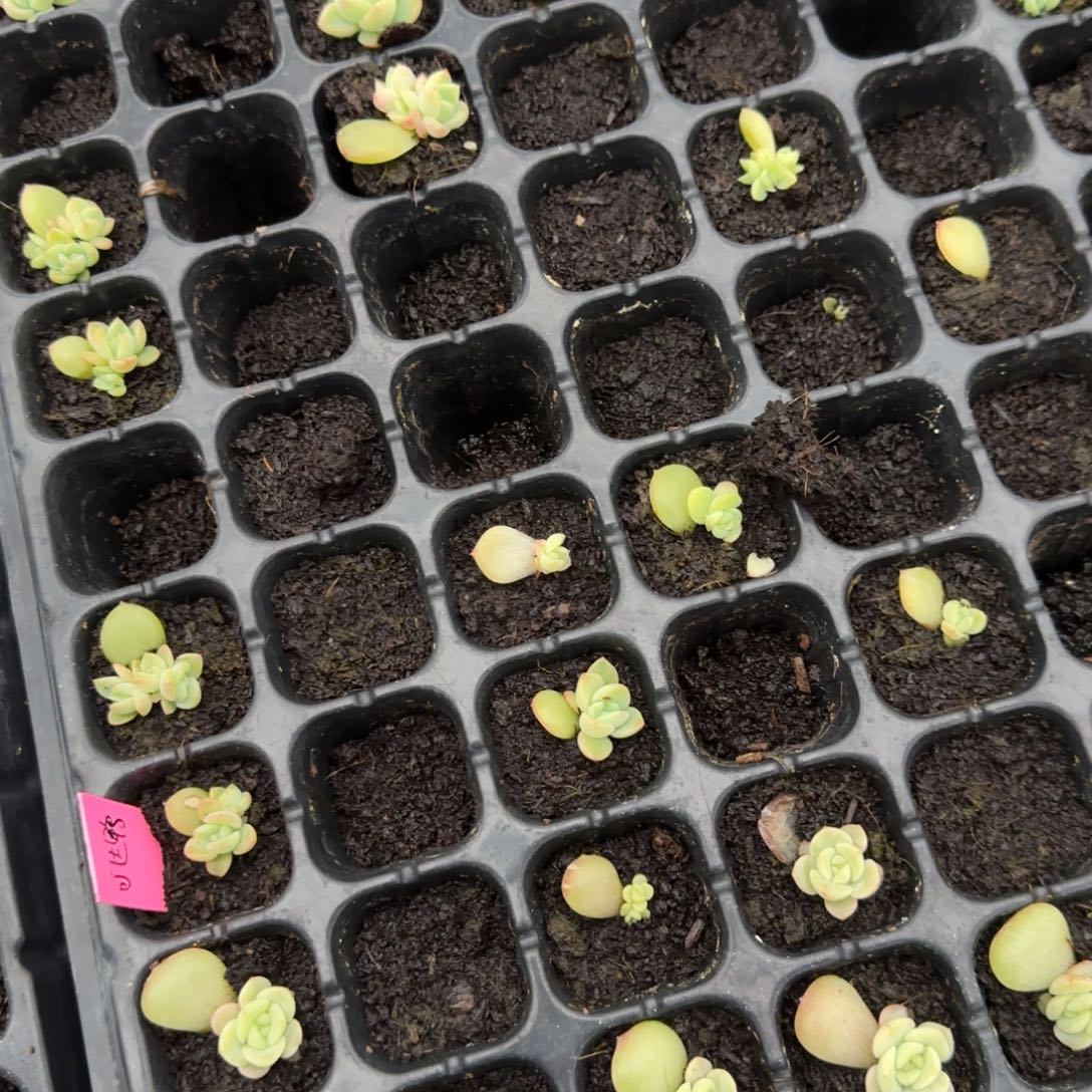 可达鸭 穴一个满25包邮