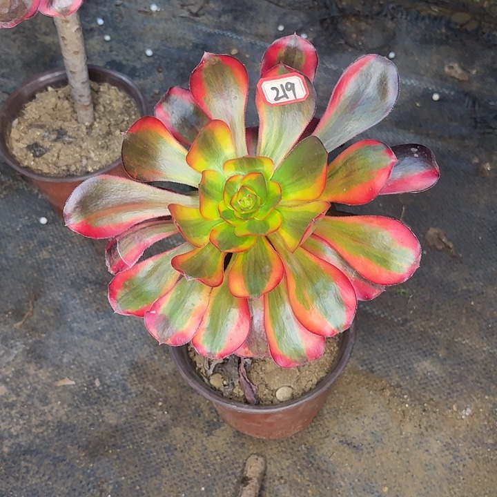 卓***》巫毒单头多肉植物219