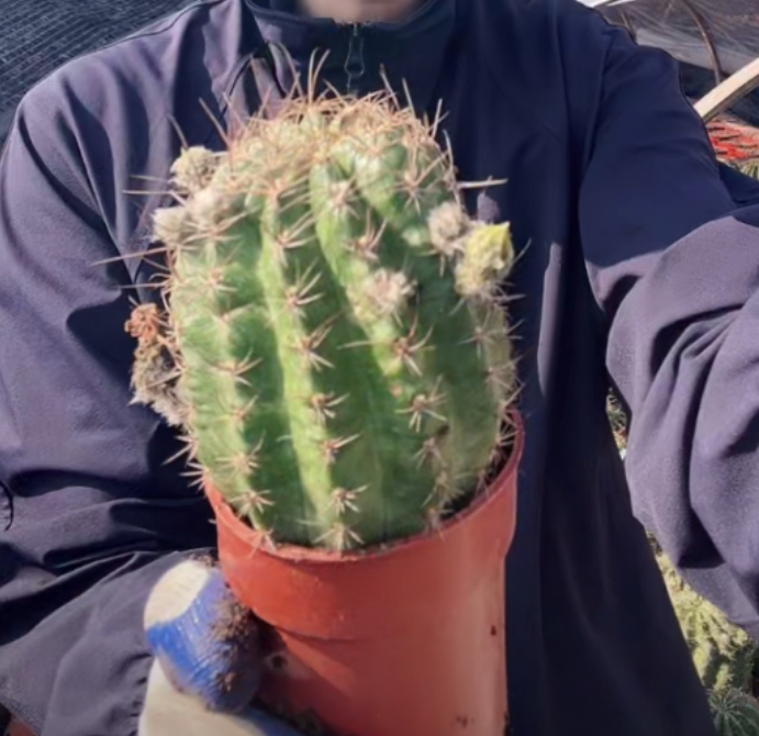 二妹园艺【 醉美人 落地自根】满18包邮仙人球默认脱土发货