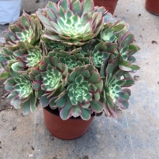 酱***️无花朵玉芙蓉法师多肉植物078号