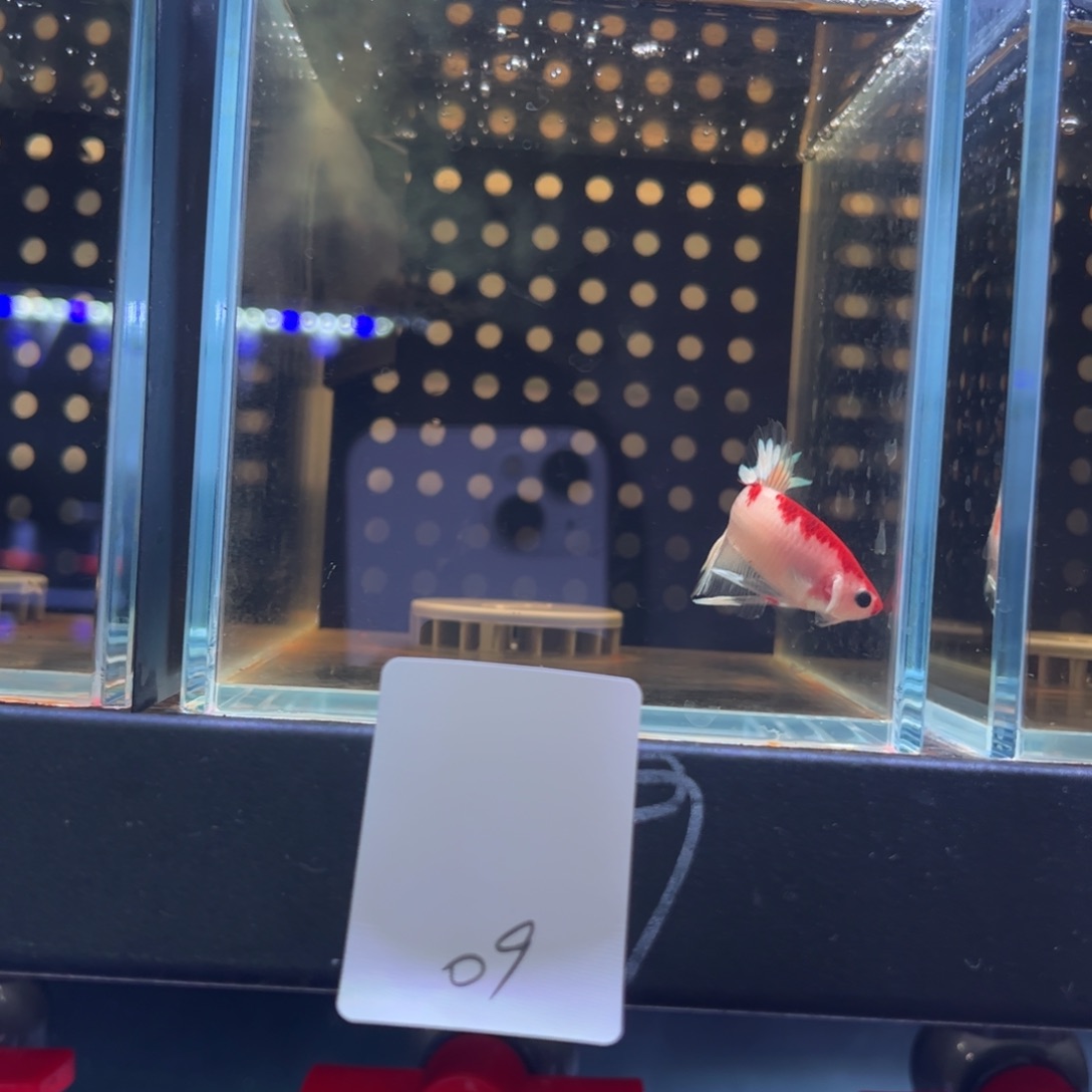 斗鱼泰国斗鱼09号71