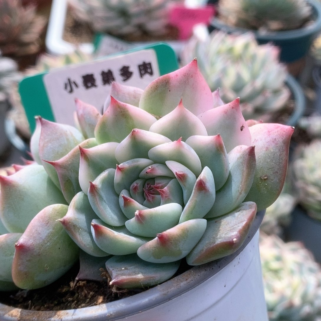 720锦锦锦锦锦锦锦锦