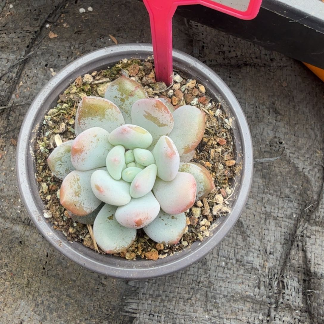 凯普敦一物一拍291