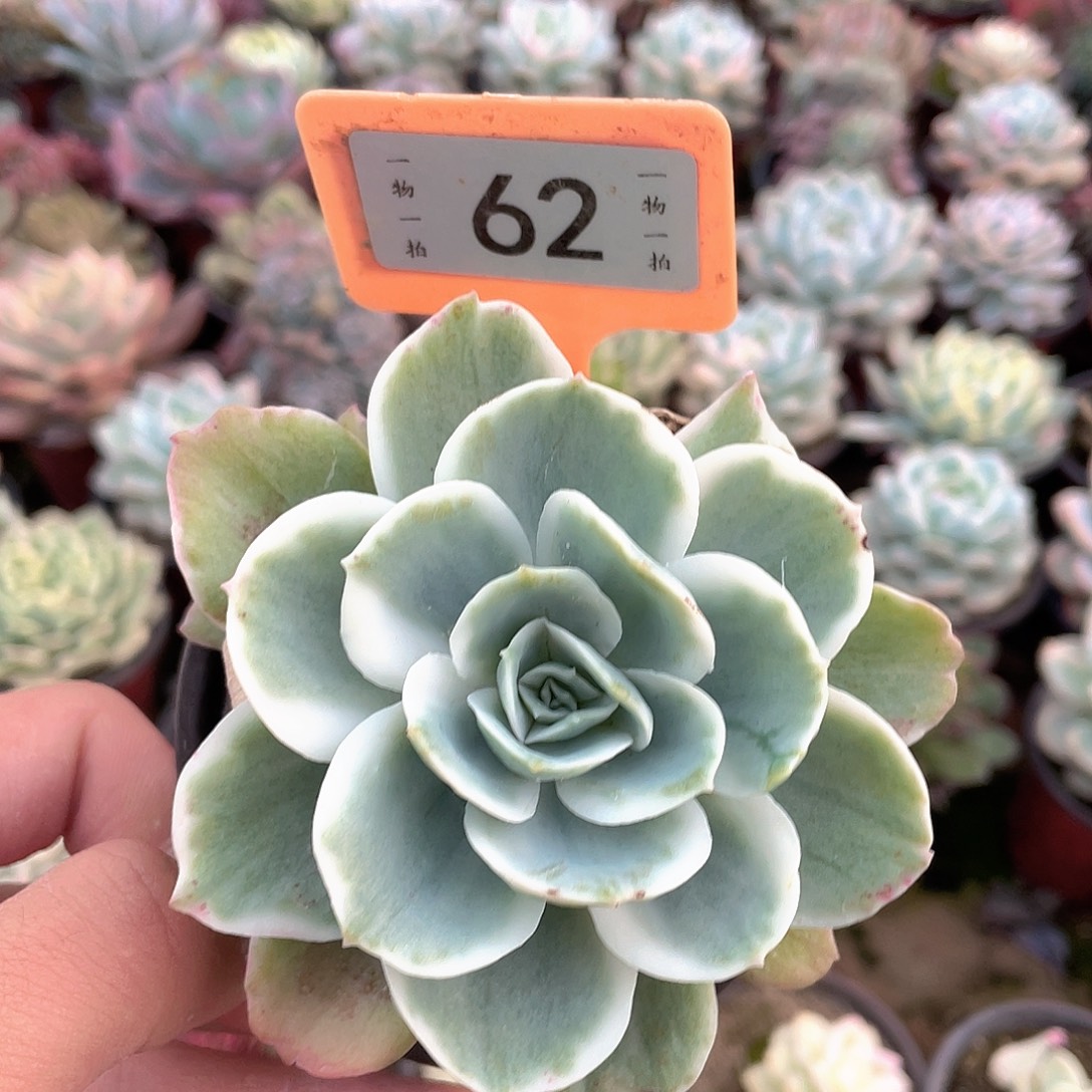 蓝****饿呢62号柠檬玫瑰锦