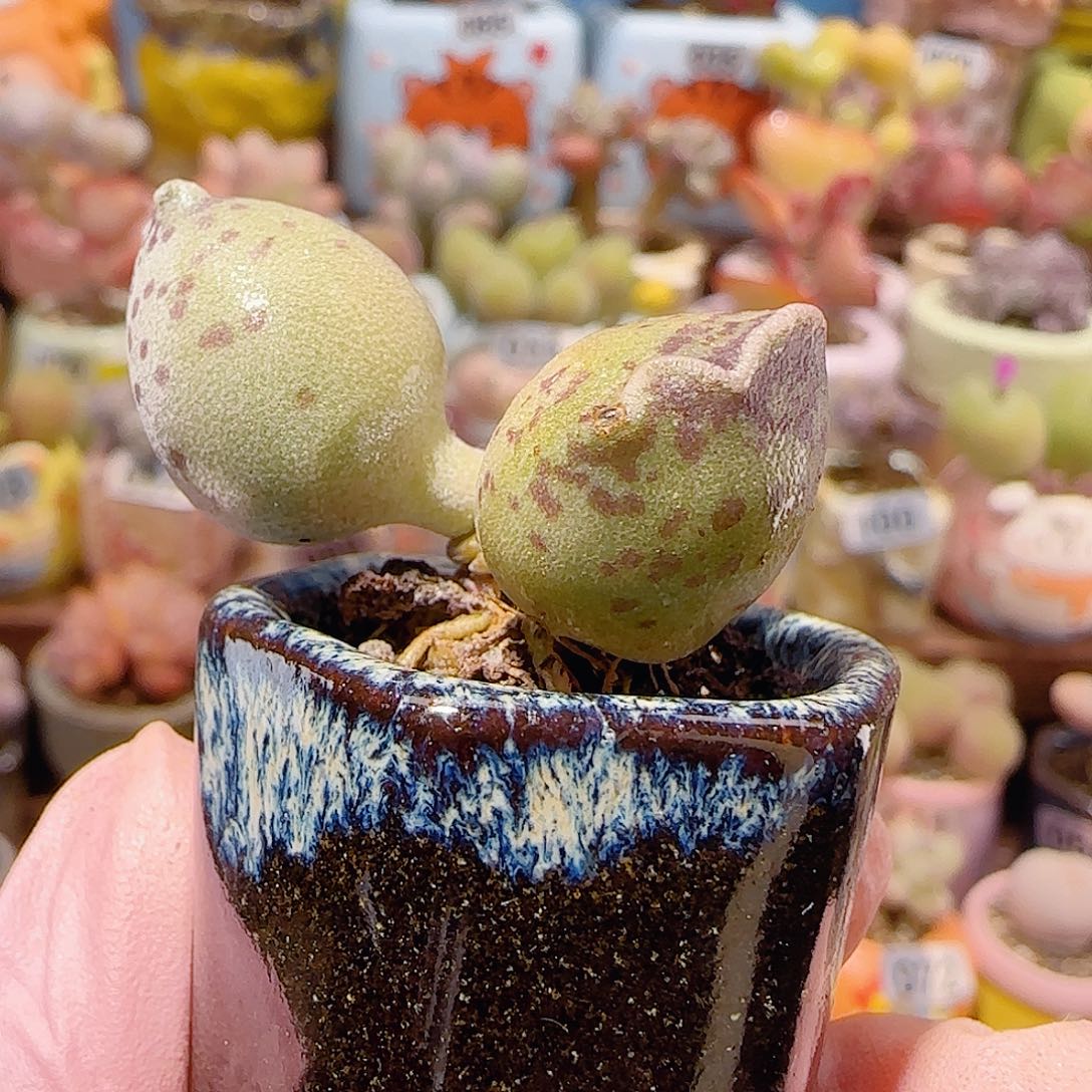 T猫耳海豹盆口2.5cm