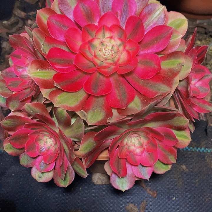 荔枝多肉植物法师