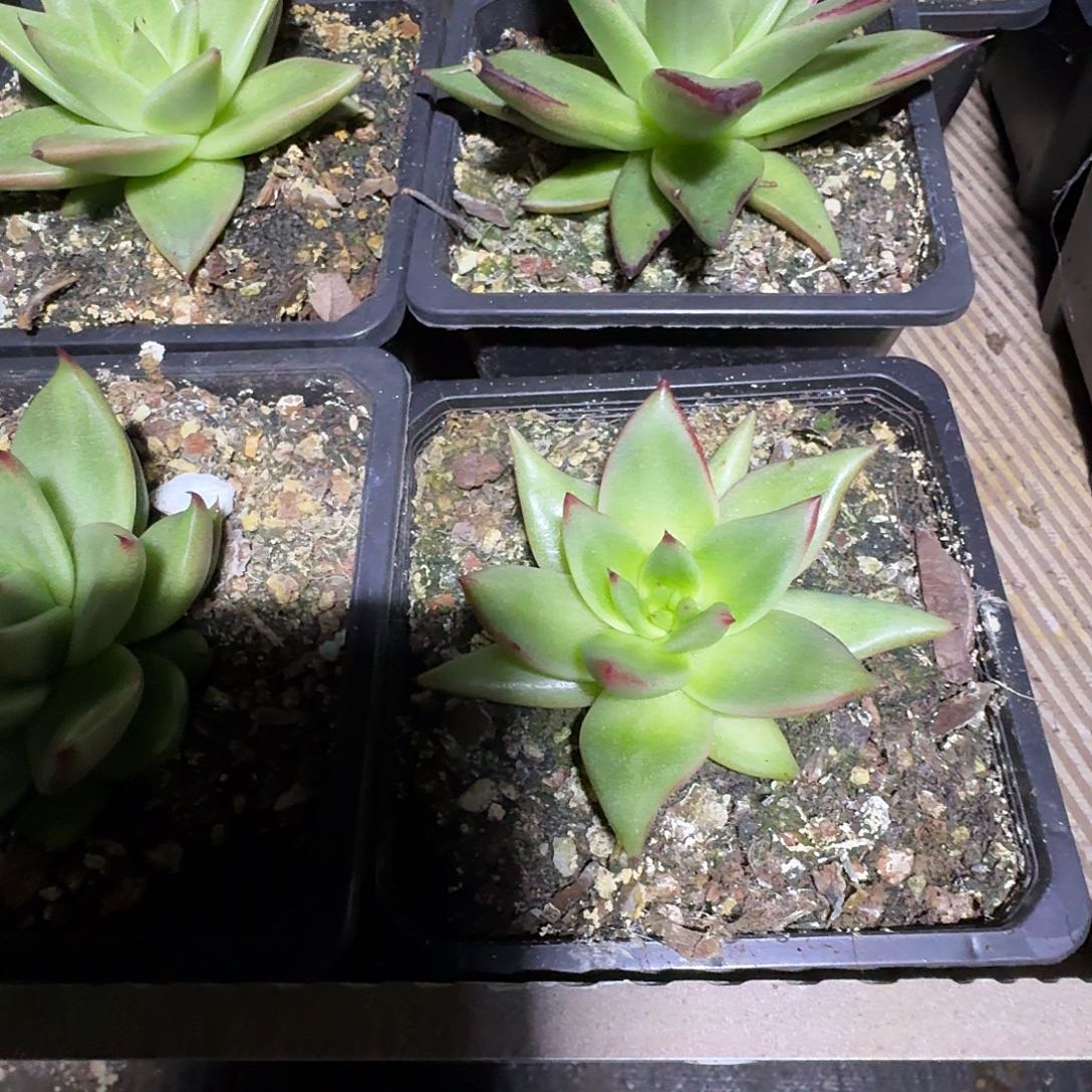 宽叶版黄金多肉植物