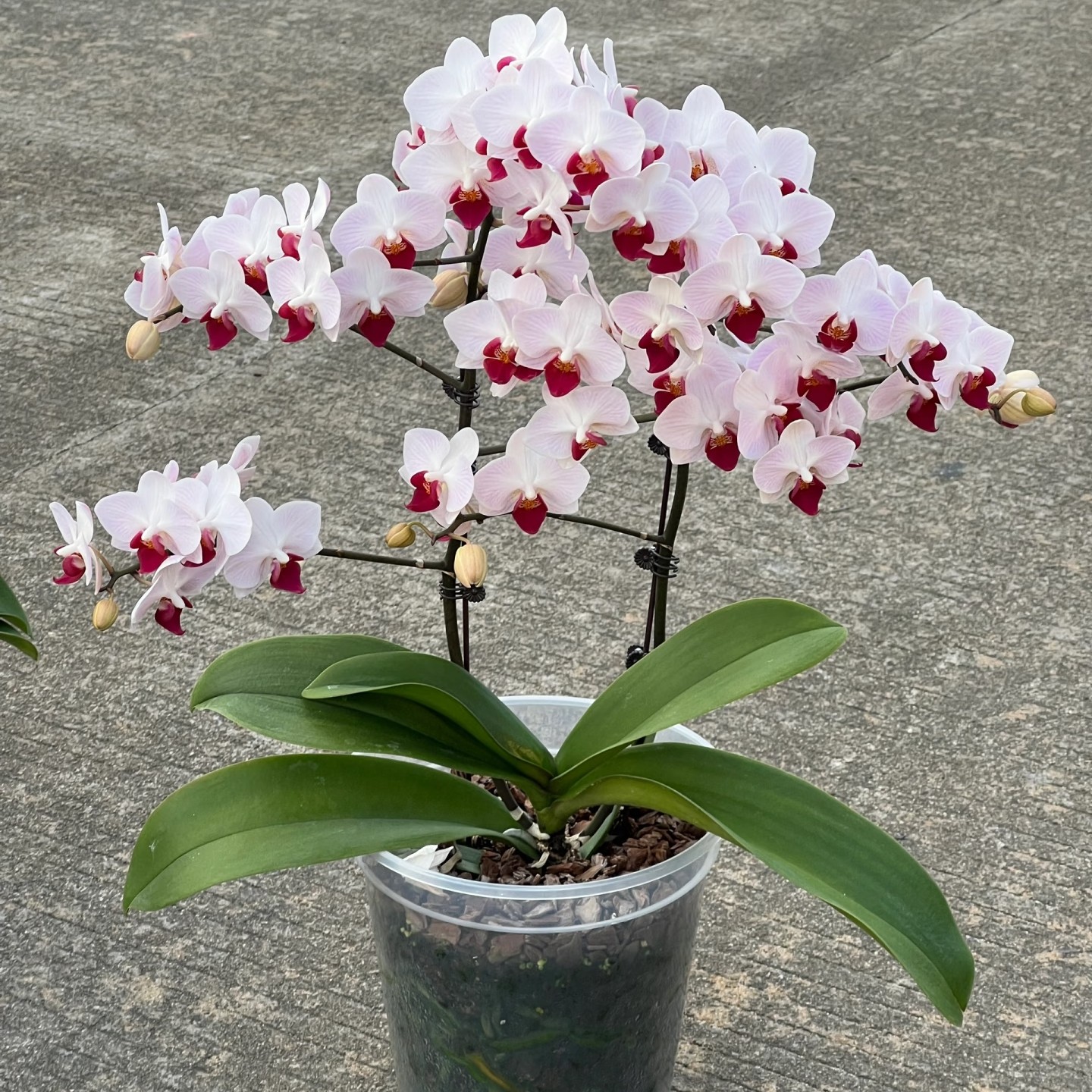 貂蝉蝴蝶兰，开花如图，稀有特殊品种，优雅花量大