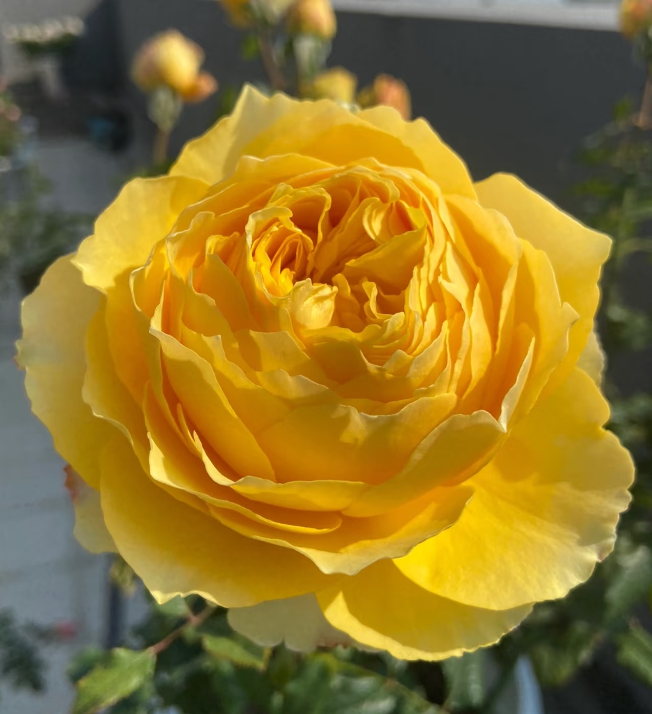 【花友坊】根接阳光笑容月季绿植大花浓香庭院阳台盆栽四季开花灌木