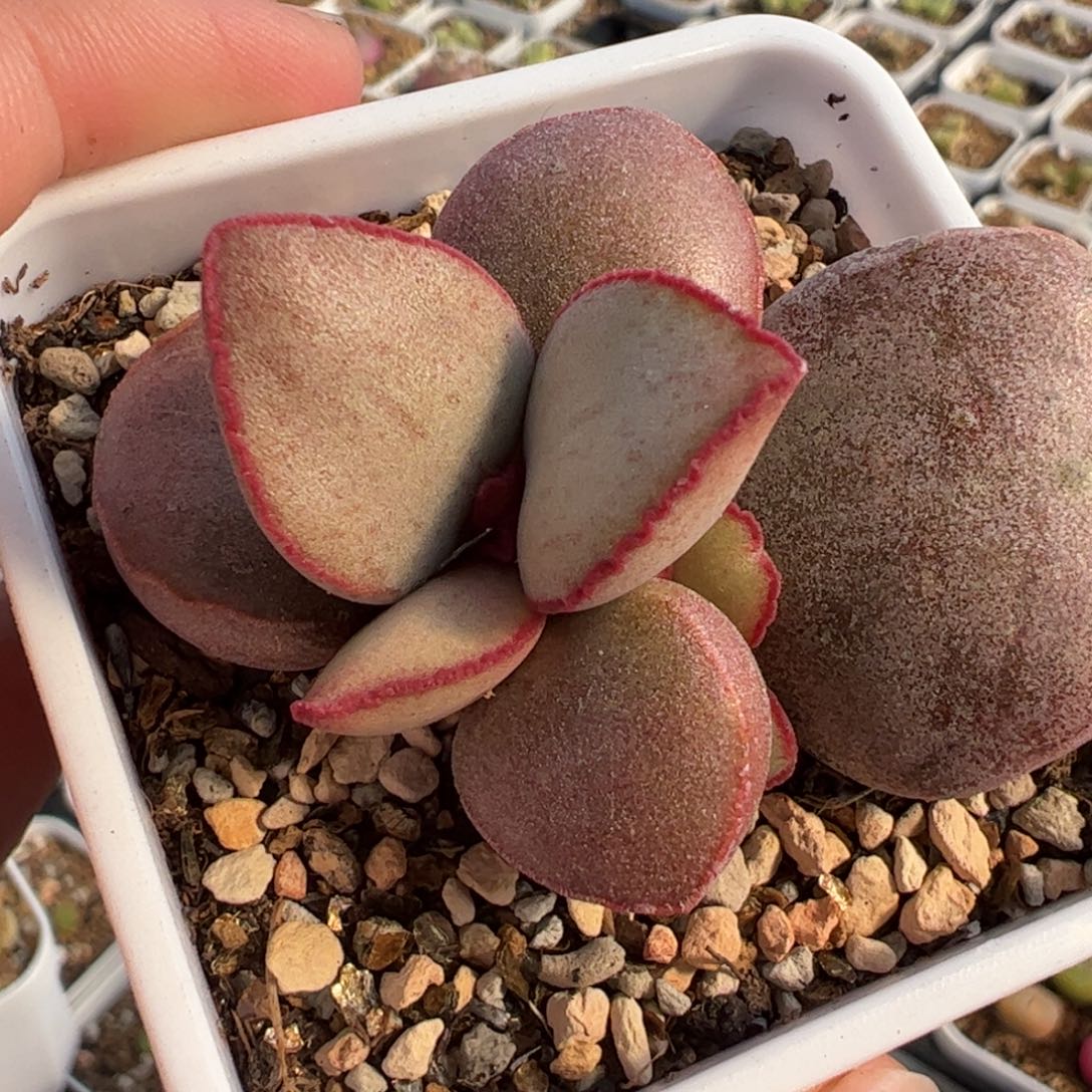 146多肉植物百科