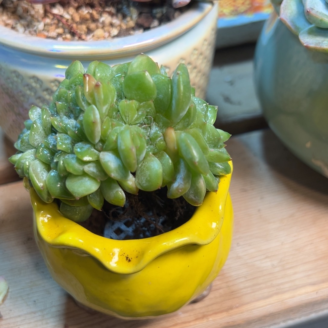 雪颜 新年快乐 新年快乐