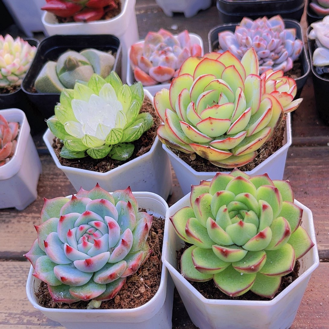 如图4盆111111111111111