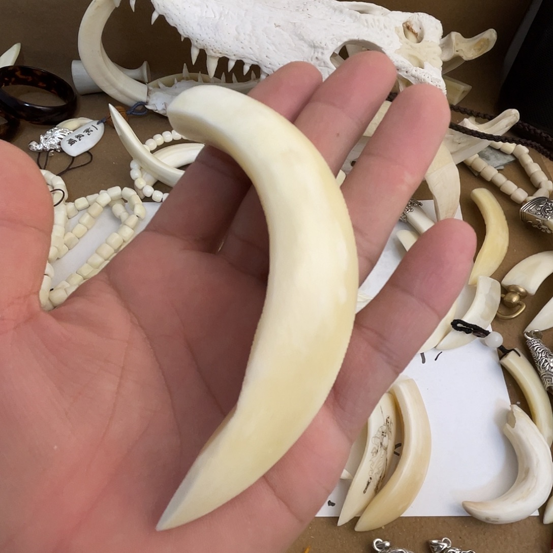 猪牙把件猪牙獠牙
