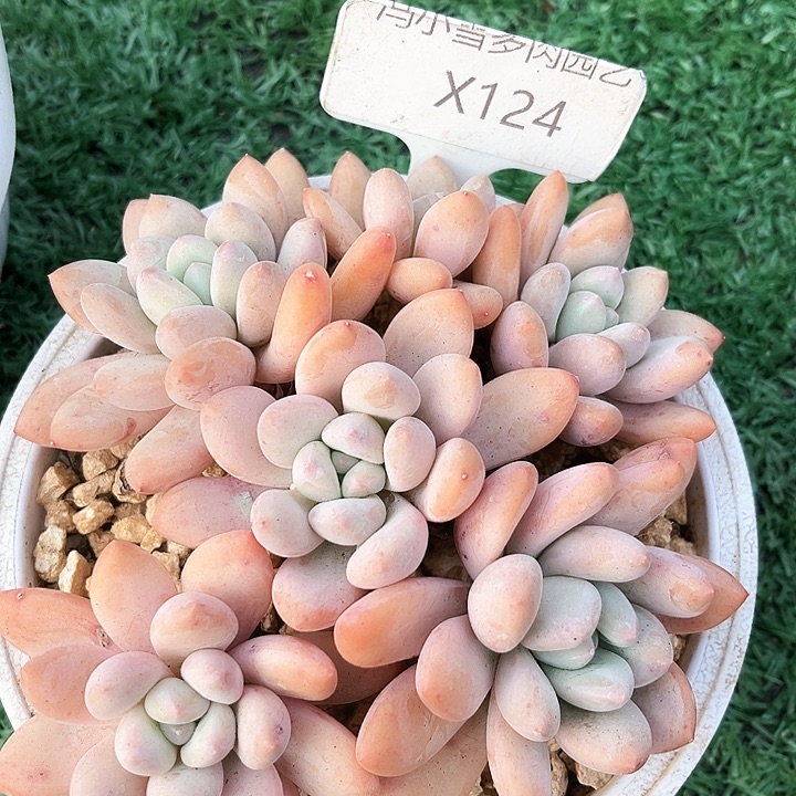 我是第一百个为妖姬应援哒