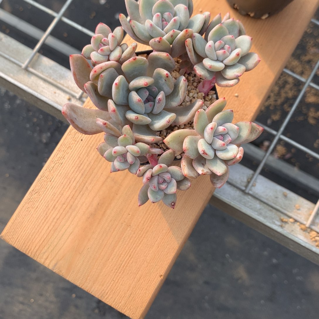 悠****7悠悠突尼斯多肉