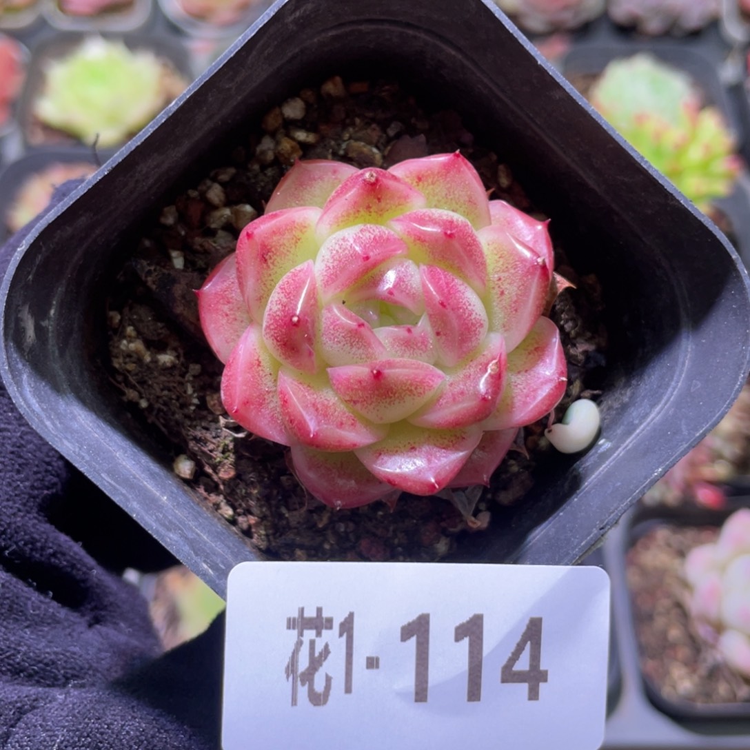 花利美1-114麦秆单头