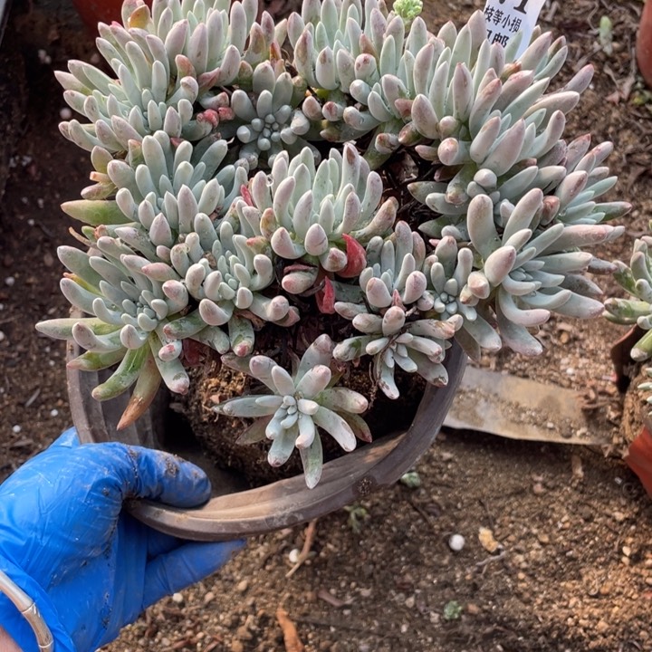 甜*71号雪花多肉植物