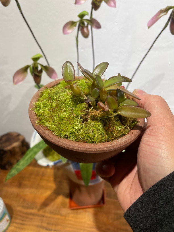 寄养 及约定时间发货专拍