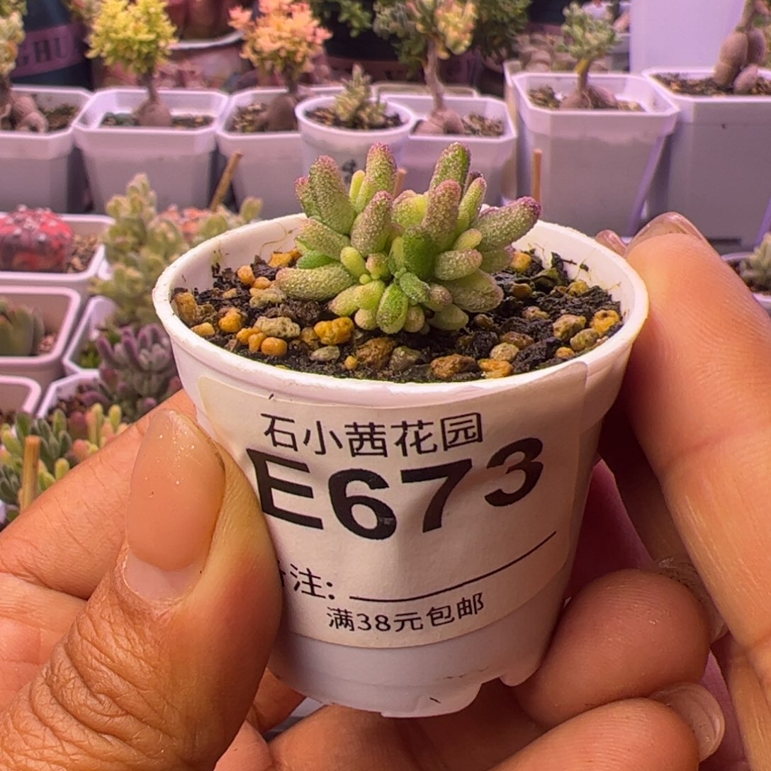 673-多肉植物枝干米粒阴阳拉丝锦