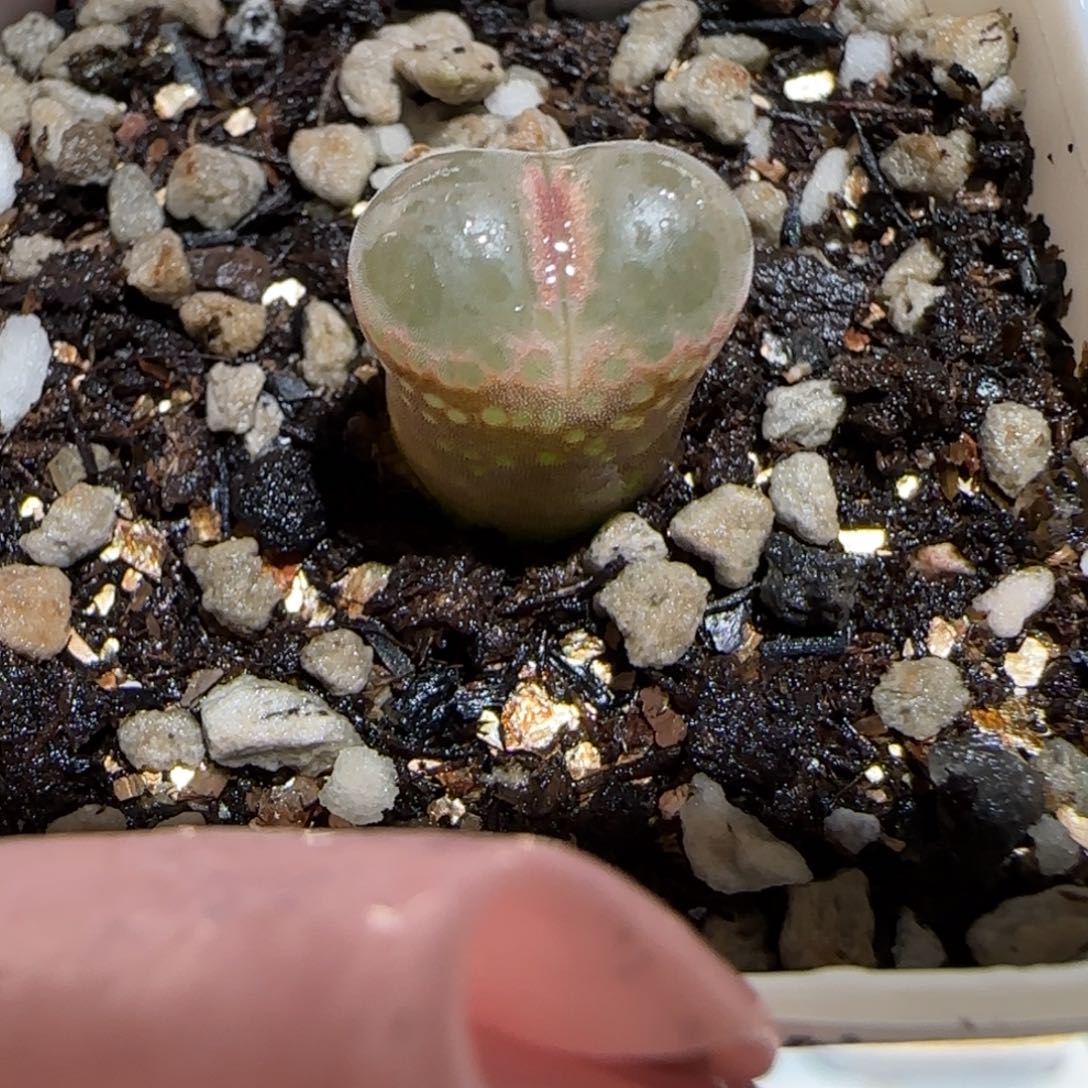 蒙***怪肉锥多肉植物百科26-976